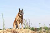 MALINOIS 356